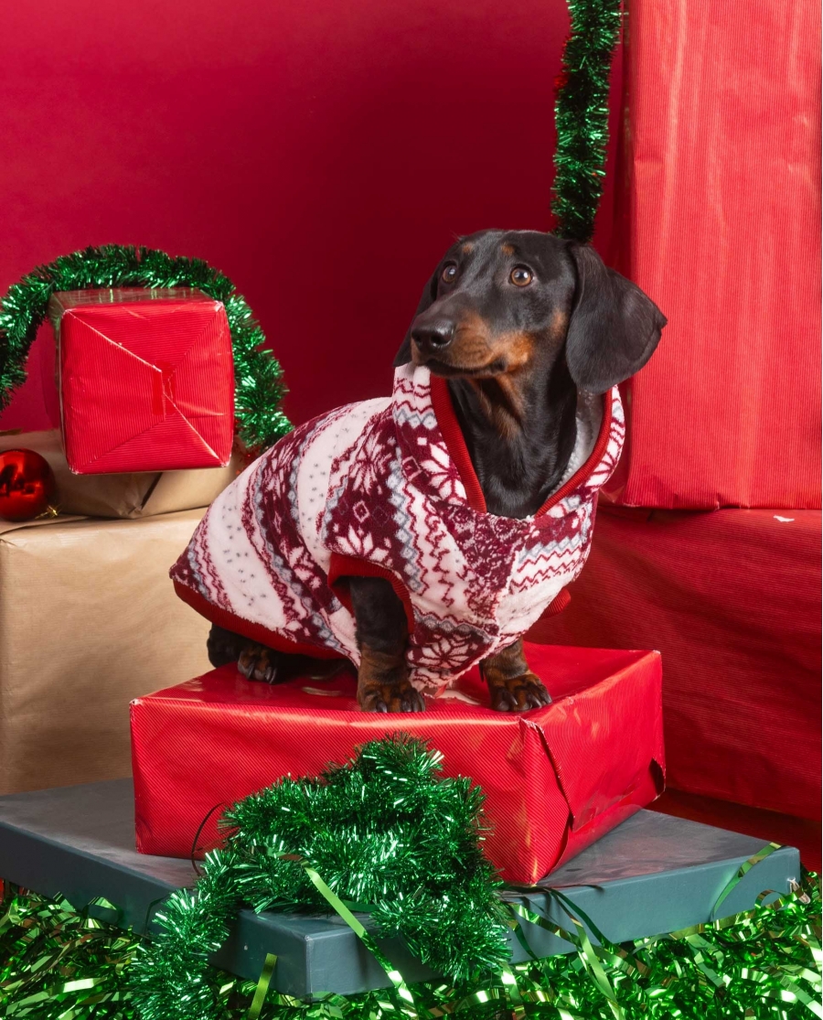 ADMAS Chaqueta Cenefa para Perro Pequeño MULTICOLOR